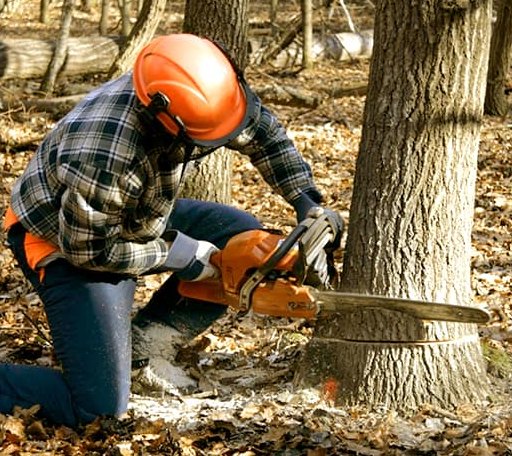 Tree Removal in Woodlawn, VA